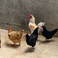 مرغ و خروس