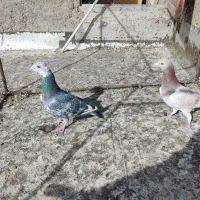 پرنده فروشی