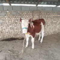 گوساله سیمینتال ماده جنس بالا حدود7ماهه|حیوانات مزرعه|گمیشان, |دیوار