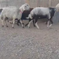 میش بروجردی