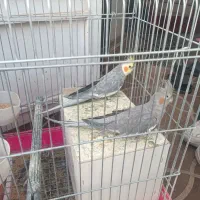 عروس سینامون مولد.|پرنده|کرمان, |دیوار