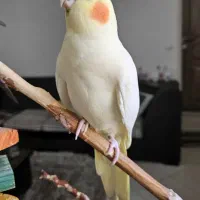 عروس هلندی سخنگو|پرنده|قم, زنبیل آباد|دیوار