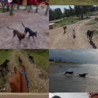 واگذاری سگ کاملا تربیت شده|سگ|تهران, سعادت‌آباد|دیوار