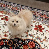 پامر روباهی ماده قیمت ۳۰