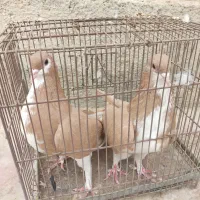 کبوتر نرماده خوش رنگ زرد