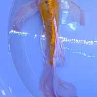 ماهی باترفلای کوی فول چرم|ماهی|قم, انصار‌الحسین|دیوار