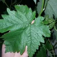 برگ مو انگور میم تازه تازه