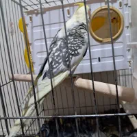 جوجه عروس هلندی|پرنده|اسلامشهر, مطهری|دیوار