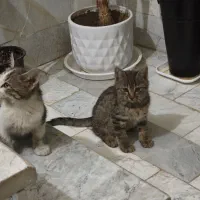 واگذاری سه تا بچه گربه ی خوشگل و ملوس|گربه|قدس, شهرقدس|دیوار