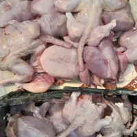 تلفات مرغ مخصوص سگ و گربه