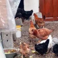 مرغ های تخم گزار