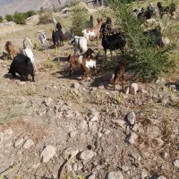 بز سانن با بز های محلی|حیوانات مزرعه|جره و بالاده, |دیوار