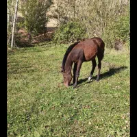 مادیا و کره مادیان فروشی|اسب و تجهیزات اسب‌سواری|مریوان, |دیوار