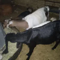 بز دورگه|حیوانات مزرعه|رفسنجان, |دیوار