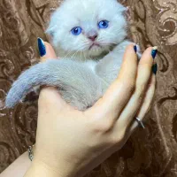 اسکاتیش و بریتیش