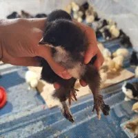پخش جوجه برهما/سلطان/لهستانی در سنین و رنگ متنوع
