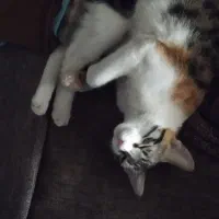 گربه خونگی بامزه