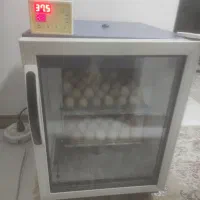 دستگاه جوجه کشی|لوازم جانبی حیوانات|آستانه اشرفیه, |دیوار