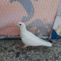 کفتر غریب گیری