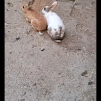 خرگوش