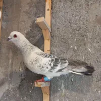 هفتا کفتر بوم پرشی