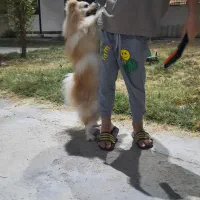 سگ خارجی پامرین|سگ|بندر ماهشهر, |دیوار