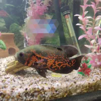 ماهی آکواریوم اسکار سلطنتی