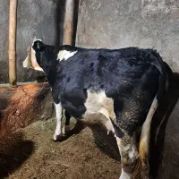 گاوسمینتال