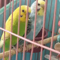جفت مرغ عشق مولد