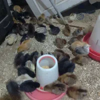 جوجه محلی جوجه بیست روزه|حیوانات مزرعه|کلاچای, |دیوار