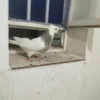 طوقی نقد و معاوضه با عروس هلندی|پرنده|یاسوج, |دیوار