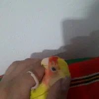 کوتوله برزیلی اوپال وفول دستی وزیبا وخانگی وسالم|پرنده|کلاچای, |دیوار