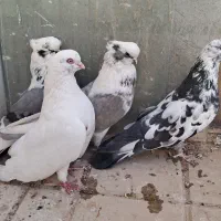 کبوتر رنگی،نوک قنار نوک ریز|پرنده|بروجن, |دیوار