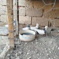 اهواز|پرنده|اهواز, عین ۲|دیوار