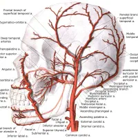 فروش کتاب علوم‌پزشکی و لیسانس به پزشکی