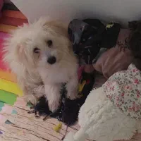 سگ نر یک و نیم ساله|سگ|ایزدشهر, |دیوار