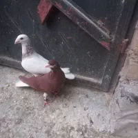 کبوتر|پرنده|شیراز, آزادگان|دیوار
