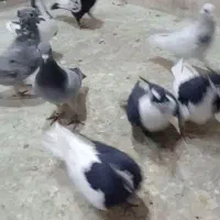 کبوتر