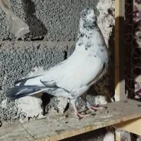 کفتر همچی تموم معاوضه با گندم