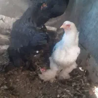 مرغ وخروس|حیوانات مزرعه|مبارکه, |دیوار