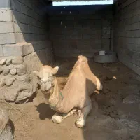 شترجمازی ومجلسی|حیوانات مزرعه|میناب, |دیوار