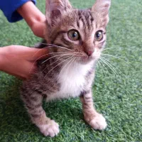 واگذاری بچه گربه