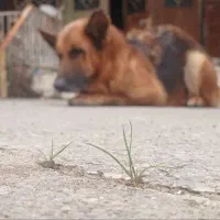 ژرمن شپرد اصل و میکس پامرانین