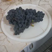انگور