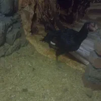 مرغ لاری|حیوانات مزرعه|سروآباد, |دیوار