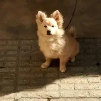 توله سگ پامراشپیتز|سگ|گرگان, |دیوار