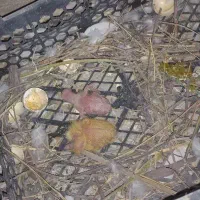جوجه طوقی باخت رفته