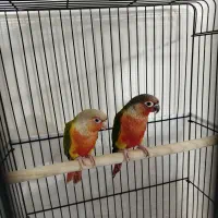 جفت گرینچیک دبل رد خونی