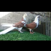 کبوتر خوشگل