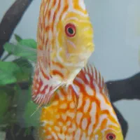 ماهی دیسکس ۲ قطعه|ماهی|تهران, مهرآباد جنوبی|دیوار